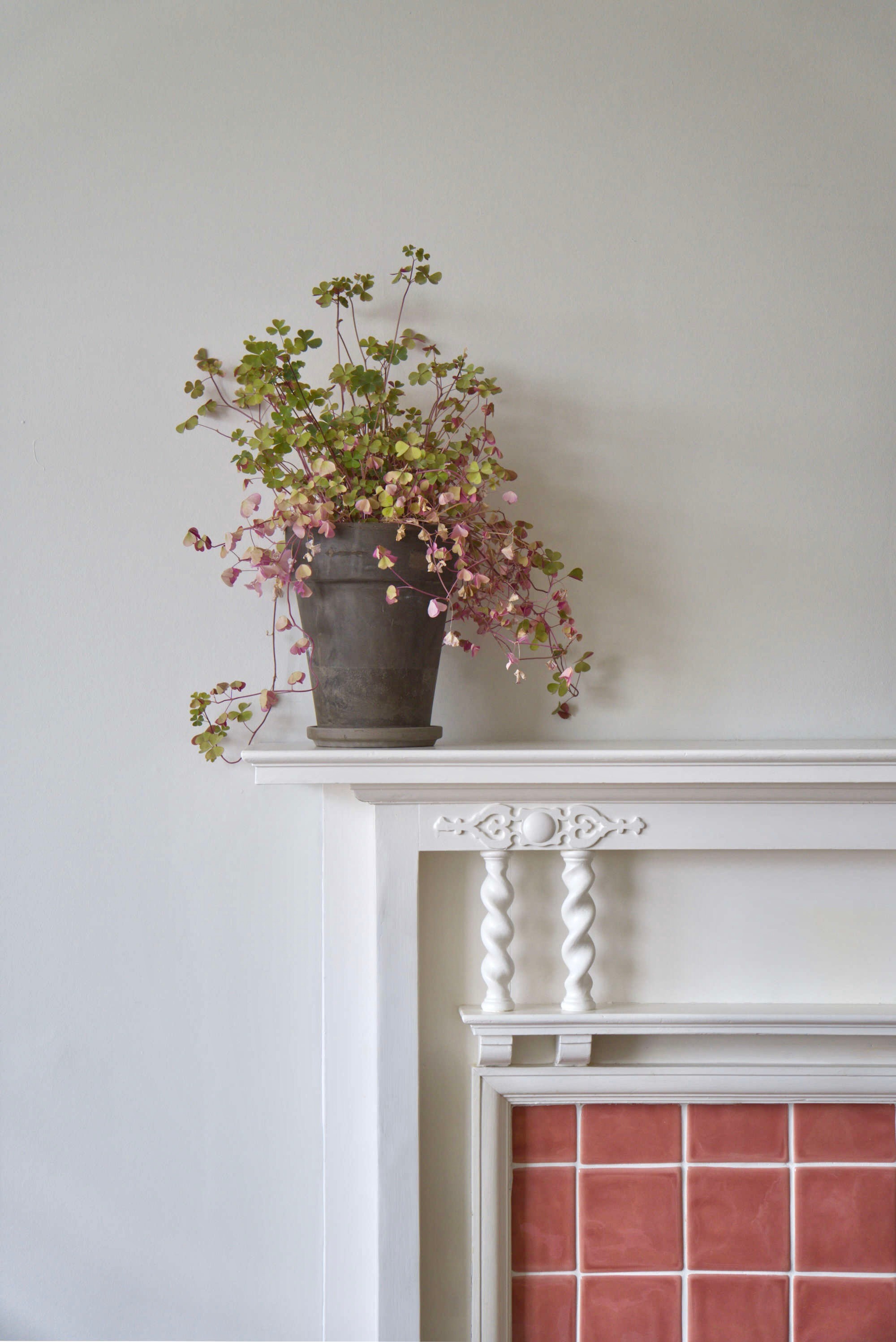 Corner of a Georgian fireplace mantle and surround, painted white, with pink square tiled insert and an Oxalis plant on the mantlepiece.